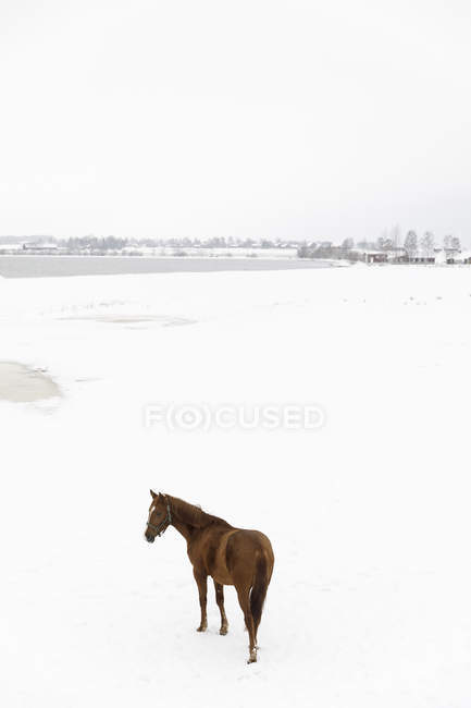 Horse in snow covered field, selective focus, — Stock Photo