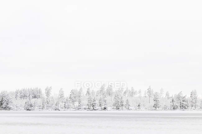 Bosque junto al lago Stora Skiren congelado en Finspang, Suecia - foto de stock