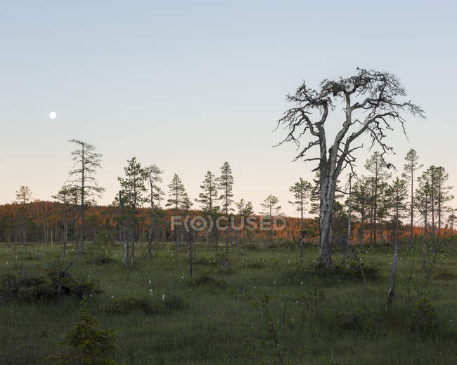 Pinheiros em campo na Reserva Natural de Koppgangen, Suécia — Fotografia de Stock