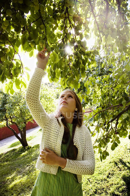 Adolescente colhendo frutas da árvore no parque — Fotografia de Stock