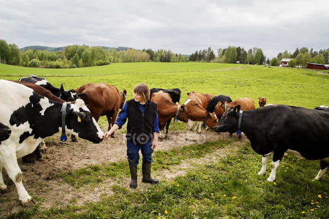 Фермер с коровами в поле, избирательный фокус — стоковое фото