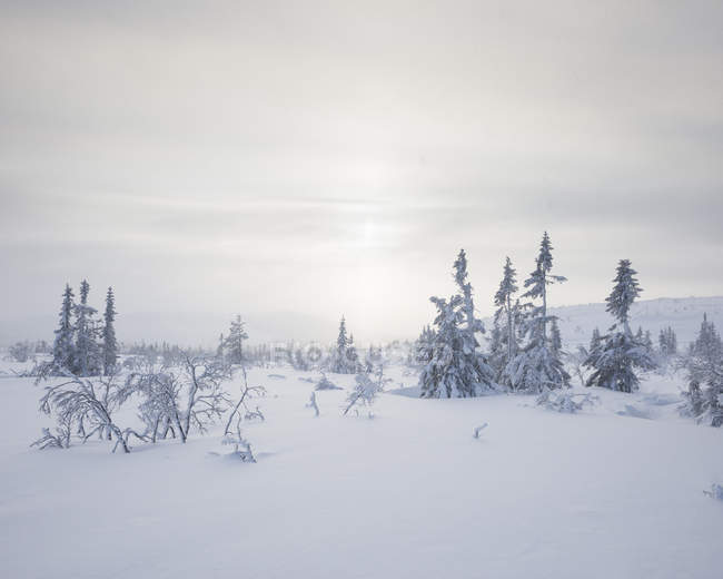 Vista panorámica de árboles cubiertos de nieve - foto de stock