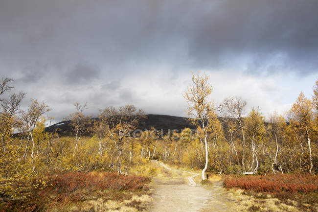 Sentier de randonnée entre les arbres, orientation sélective — Photo de stock
