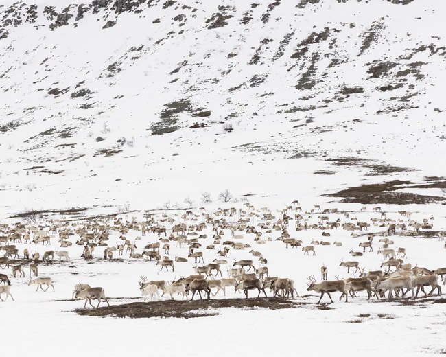 Rentiere in einem verschneiten Feld in Dalarna, Schweden — Stockfoto