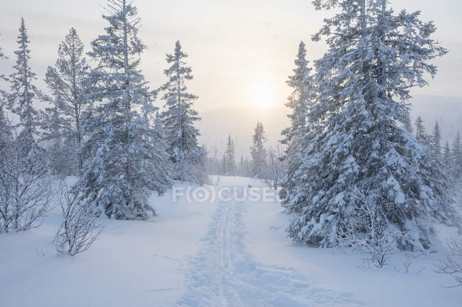 Ski track between trees, selective focus — Stock Photo