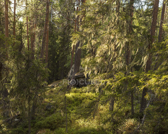 Vista panorâmica da floresta no Parque Nacional Bjornlandet, Suécia — Fotografia de Stock