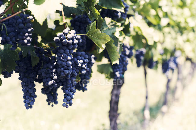 Виноград в винограднике, селективный фокус — стоковое фото