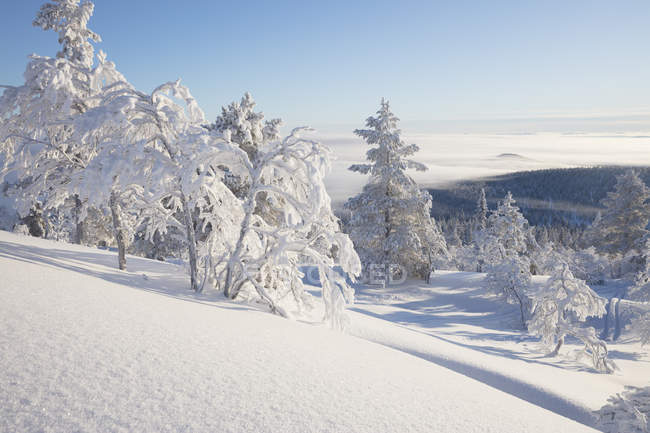 Bäume mit Schnee bedeckt, selektiver Fokus — Stockfoto