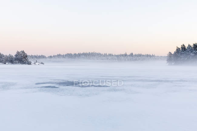 Árboles junto al lago Skiren congelado en Suecia - foto de stock