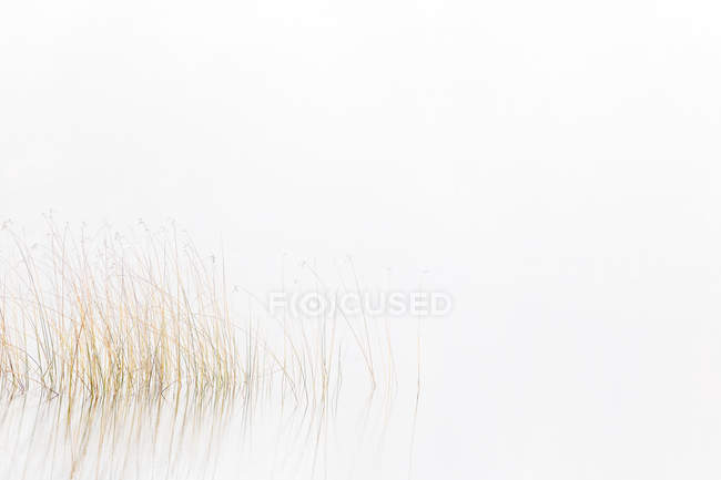 Vista panorámica de las cañas en el lago bajo la niebla - foto de stock