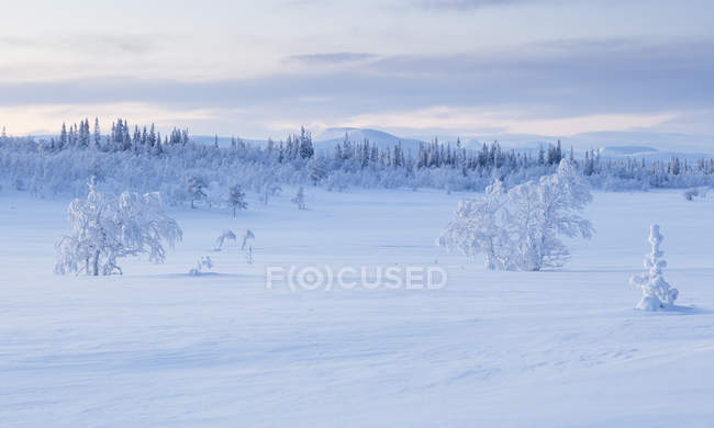Snow covered trees, selective focus — Stock Photo