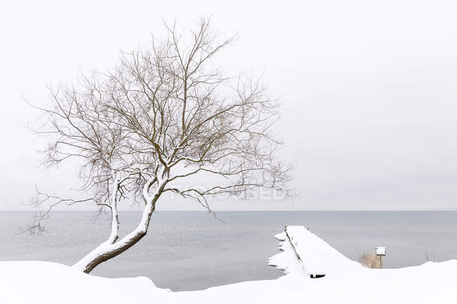 Albero innevato sul lago, attenzione selettiva — Foto stock