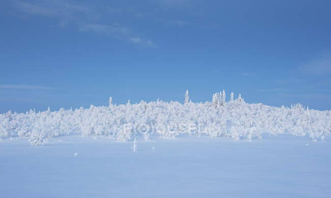 Arbres couverts de neige, foyer sélectif — Photo de stock