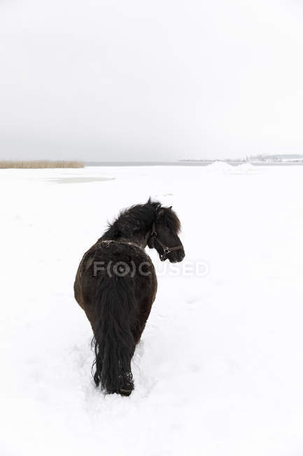 Caballo en campo cubierto de nieve - foto de stock