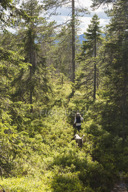Mujer caminando en bosque con perro, vista de alto ángulo. - foto de stock
