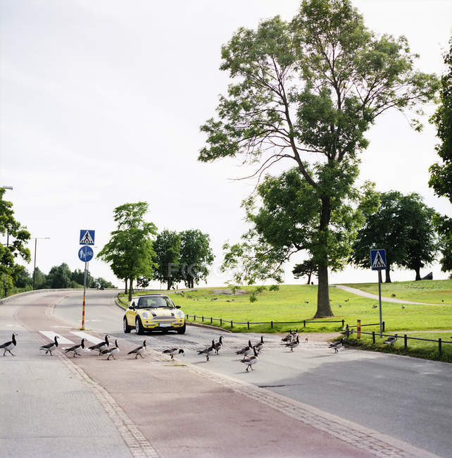 Patos cruzando a rua em Helsinki, Finlândia — Fotografia de Stock