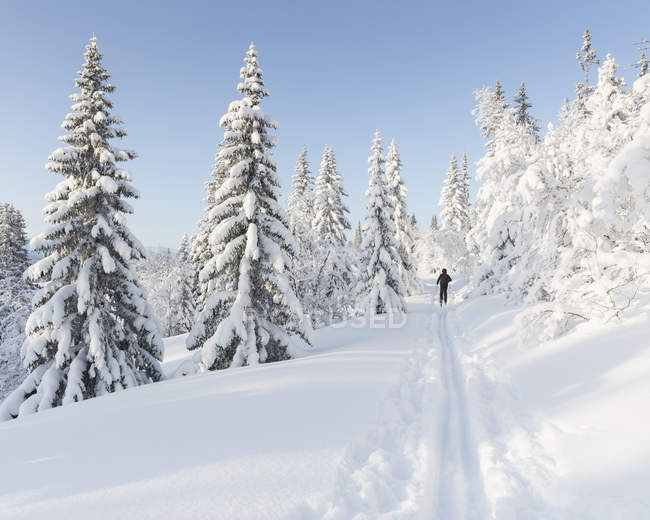 Человек на лыжах по заснеженным деревьям — стоковое фото