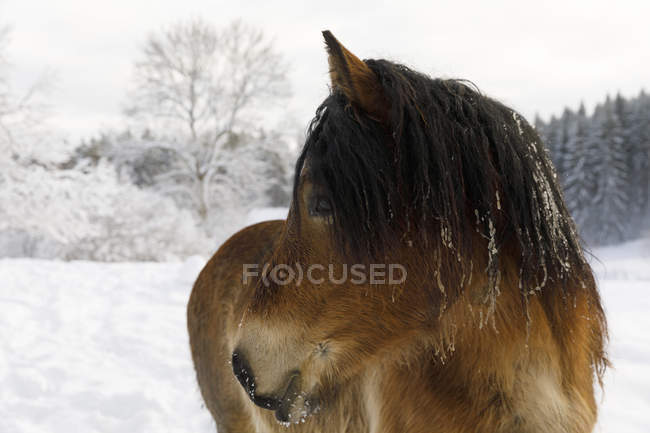Коричневая лошадь в снегу, сосредоточьтесь на переднем плане — стоковое фото