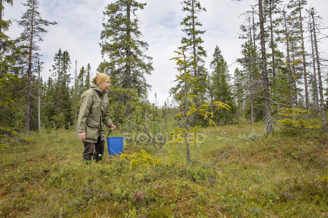 Senior woman picking cloudberries — Stock Photo