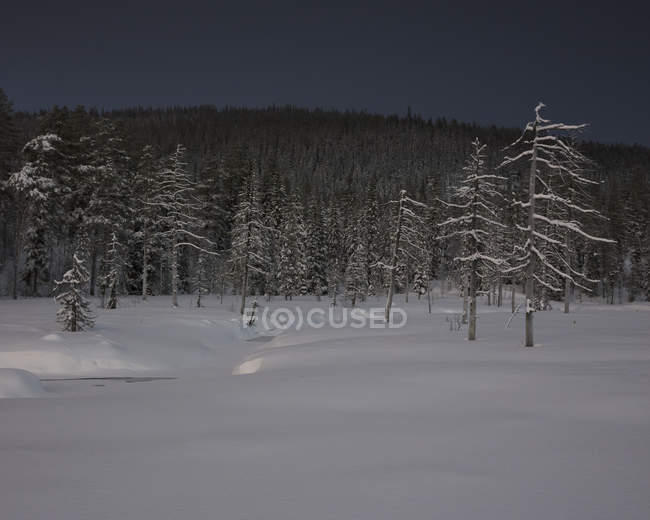 Foresta brulla nella neve, attenzione selettiva — Foto stock