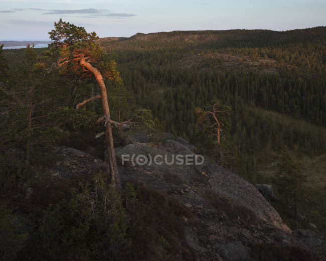 Floresta de pinheiros no Parque Nacional Skuleskogen, Suécia — Fotografia de Stock