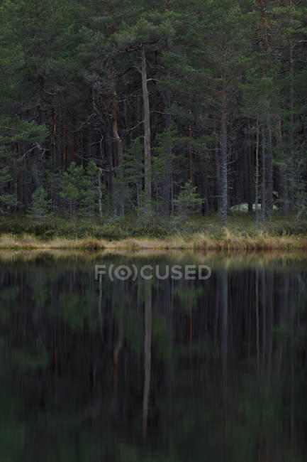 Floresta por lago, foco seletivo — Fotografia de Stock
