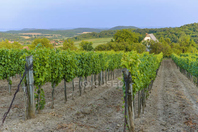 View of beautiful green vineyard, Hungary — Stock Photo
