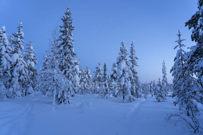 Pinos cubiertos de nieve en Hedmark, Noruega - foto de stock