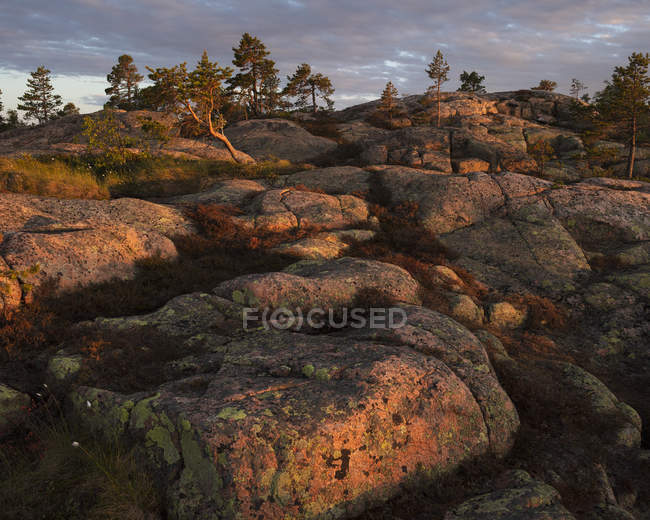 Pinheiros em rochas no Parque Nacional Skuleskogen, Suécia — Fotografia de Stock