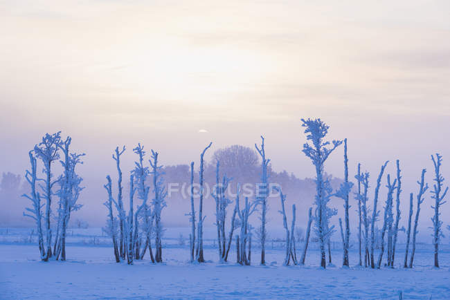 Gelo coperto alberi in campo, fuoco selettivo — Foto stock