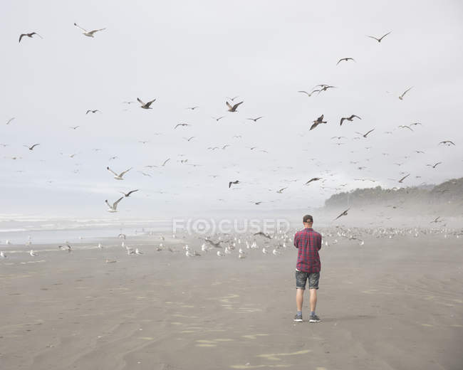 Uomo sulla spiaggia con gabbiani, attenzione selettiva — Foto stock