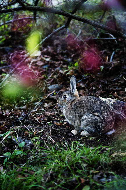 Coniglio sull'erba, attenzione selettiva — Foto stock