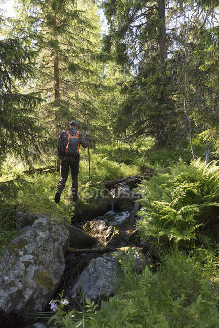 Людина, яка подорожує природним заповідником Тофсіндлен у Швеції. — стокове фото