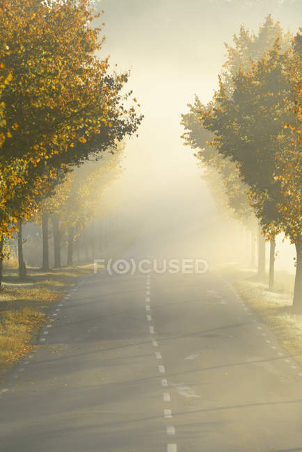 Straße im Nebel, selektiver Fokus — Stockfoto