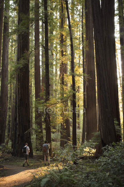 Caminhantes na floresta em Humboldt Redwoods State Park, Califórnia — Fotografia de Stock
