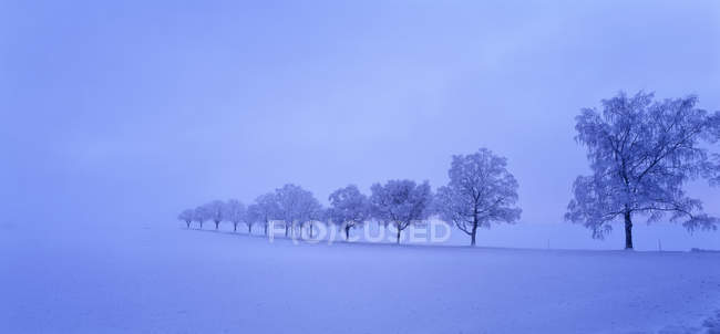 Дерева в снігу, вибірковий фокус — стокове фото