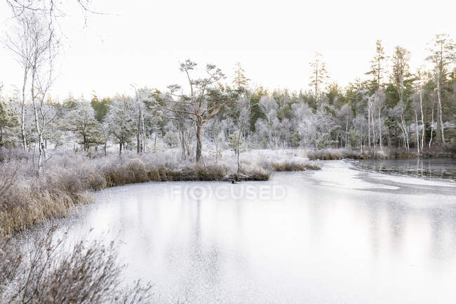 Frozen Lilla Skiren lac en forêt à Ostergotland, Suède — Photo de stock
