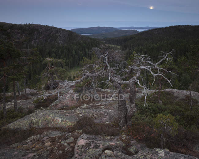 Rochers en forêt dans le parc national de Skuleskogen, Suède — Photo de stock