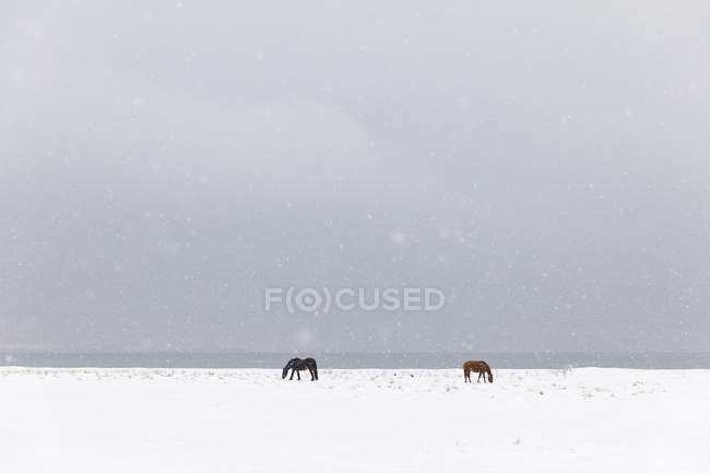 Лошади в заснеженном поле — стоковое фото