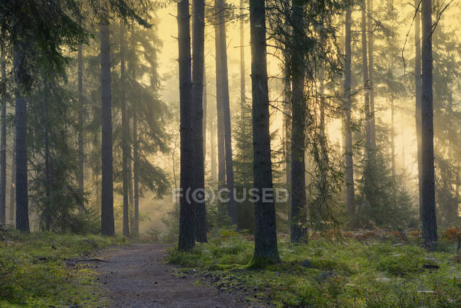 Sentiero pedonale nella foresta, attenzione selettiva — Foto stock