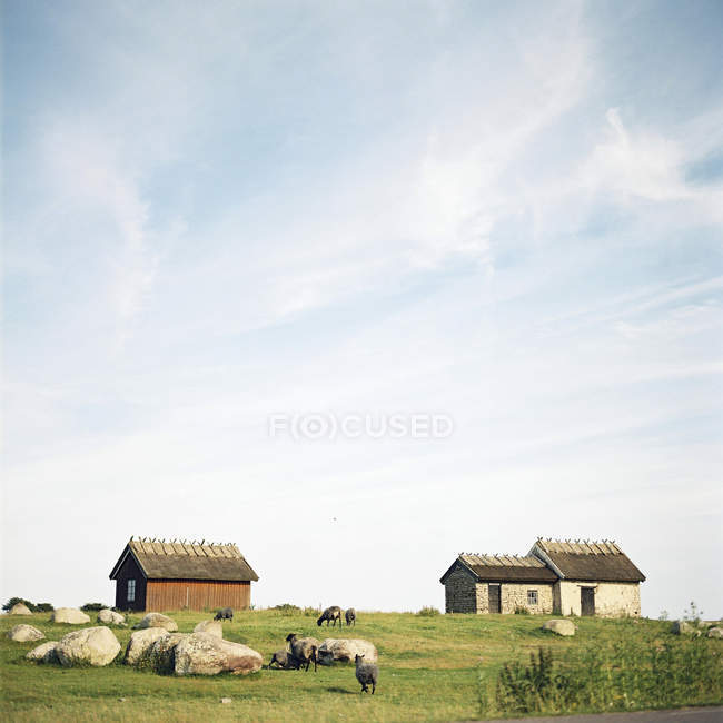 Schafe auf der Weide auf oland, schweden — Stockfoto