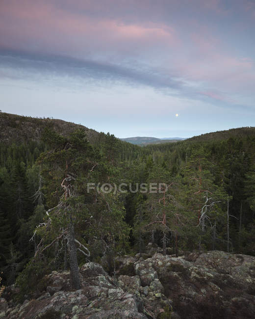 Floresta ao pôr do sol no Parque Nacional Skuleskogen, Suécia — Fotografia de Stock
