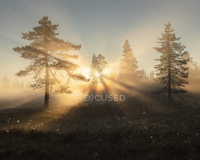 Kiefern bei Sonnenuntergang im koppgangen Naturschutzgebiet, Schweden — Stockfoto