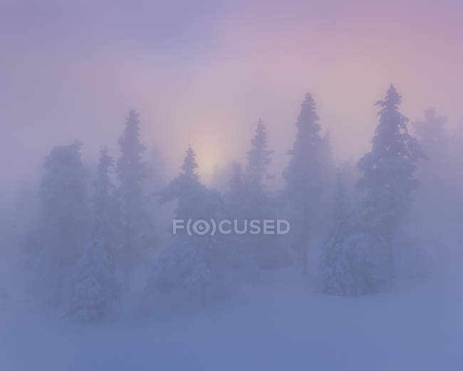 Snow covered trees in fog at sunset — Stock Photo