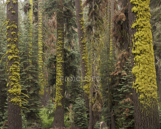 Лес в Национальном парке Секвойя в Калифорнии — стоковое фото