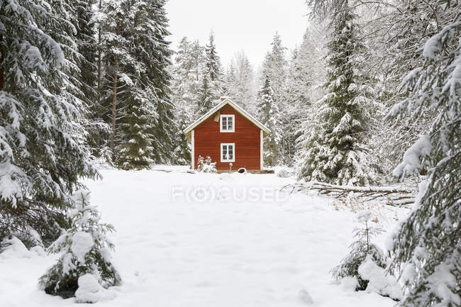 Дом в заснеженном лесу, выборочное внимание — стоковое фото