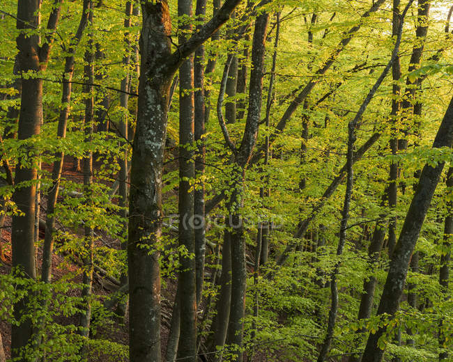 Деревья в лесу в Национальном парке Содерасен, Швеция — стоковое фото