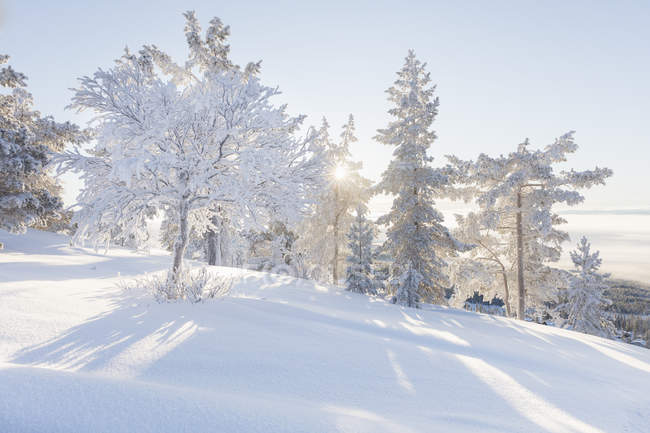 Дерева, покриті снігом, вибірковий фокус — стокове фото