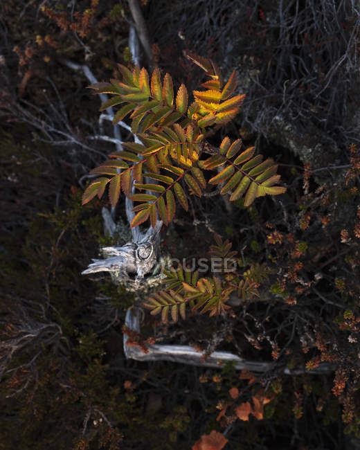 Folhas de árvore de Rowan em Skuleskogen National Park, Suécia — Fotografia de Stock