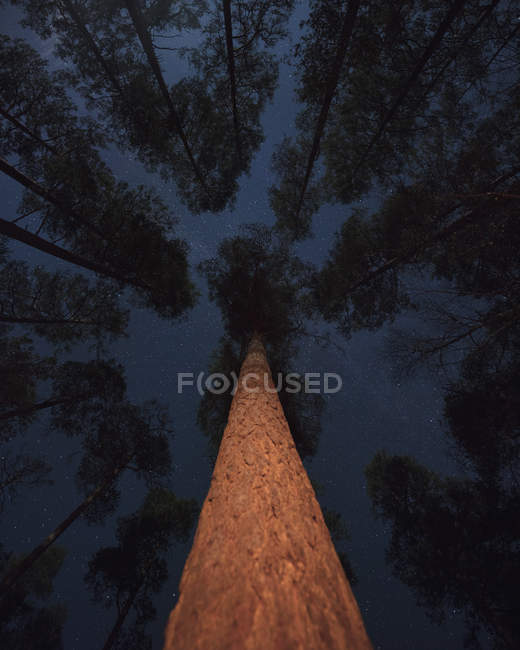 Вид прямо под деревьями ночью — стоковое фото